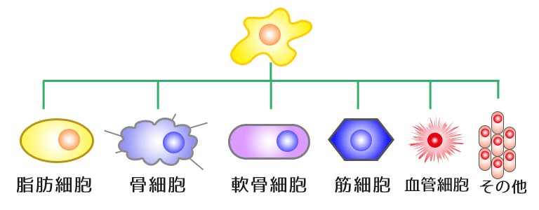 　幹細胞　千歳船橋ファミリー歯科,